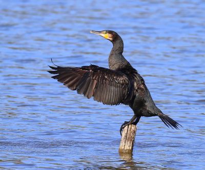 Aalscholver - Great Cormorant