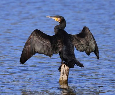 Aalscholver - Great Cormorant