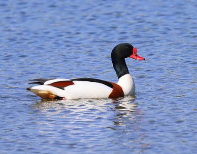 Bergeend - Common Shelduck