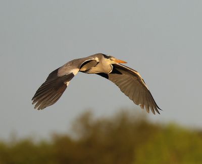Blauwe Reiger - Grey Heron