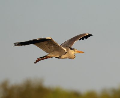 Blauwe Reiger - Grey Heron