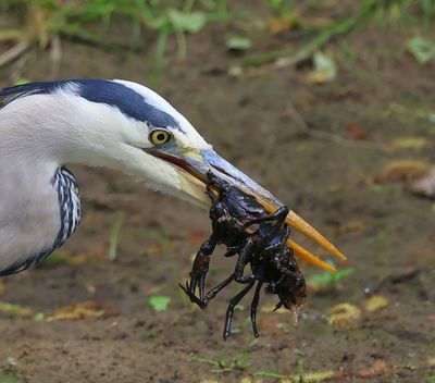 Blauwe Reiger - Grey Heron