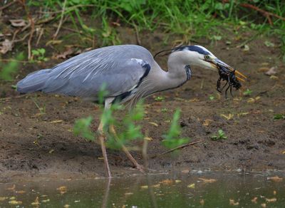 Blauwe Reiger - Grey Heron
