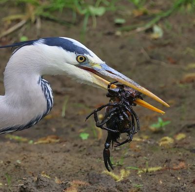 Blauwe Reiger - Grey Heron