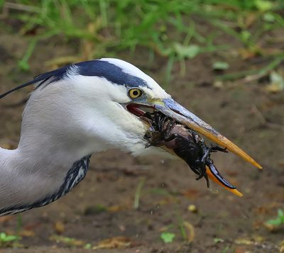 Blauwe Reiger - Grey Heron