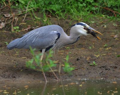 Blauwe Reiger - Grey Heron
