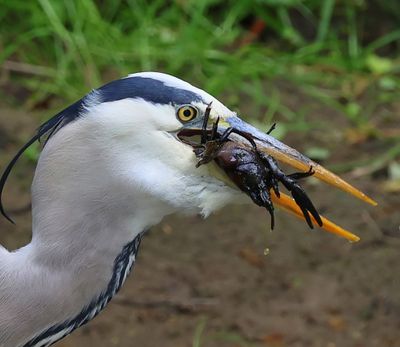 Blauwe Reiger - Grey Heron