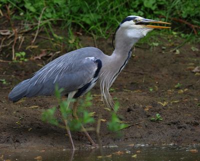 Blauwe Reiger - Grey Heron