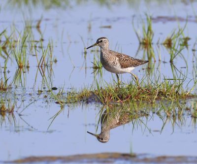 Bosruiter - Wood Sandpiper