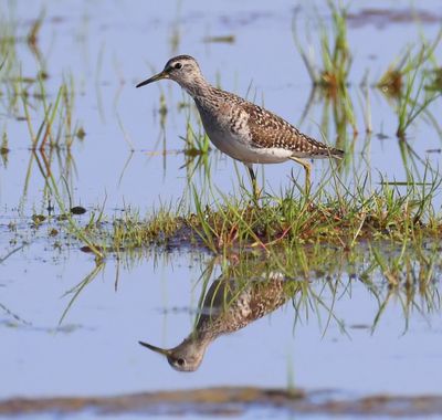 Bosruiter - Wood Sandpiper
