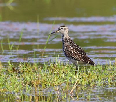 Bosruiter - Wood Sandpiper