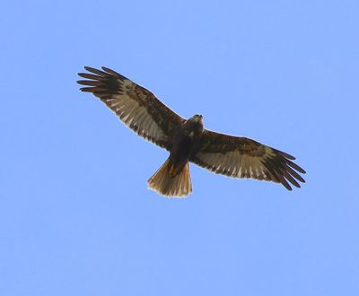Bruine Kiekendief - Western Marsh Harrier