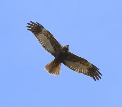 Bruine Kiekendief - Western Marsh Harrier
