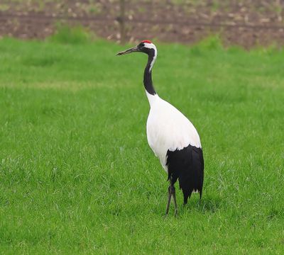 Chinese Kraanvogel - Red-crowned Crane