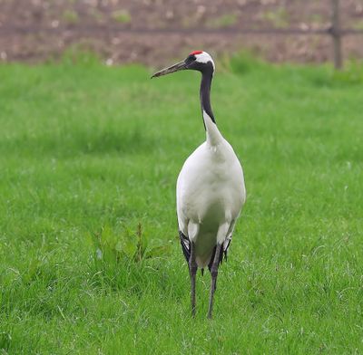 Chinese Kraanvogel - Red-crowned Crane