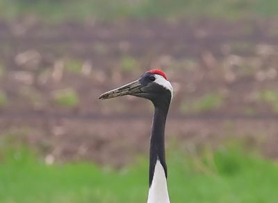 Chinese Kraanvogel - Red-crowned Crane