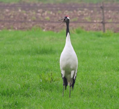 Chinese Kraanvogel - Red-crowned Crane