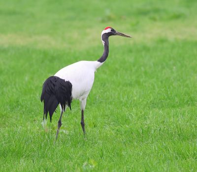 Chinese Kraanvogel - Red-crowned Crane