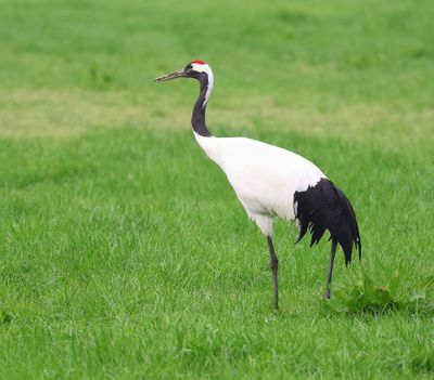 Chinese Kraanvogel - Red-crowned Crane