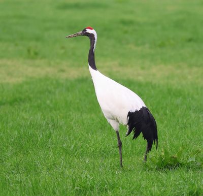 Chinese Kraanvogel - Red-crowned Crane
