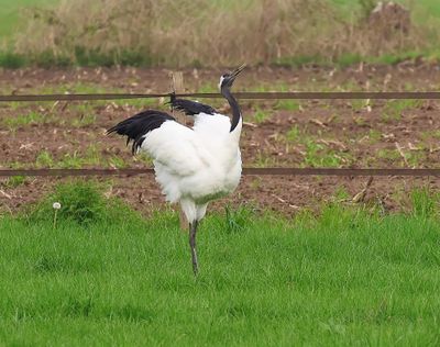 Chinese Kraanvogel - Red-crowned Crane