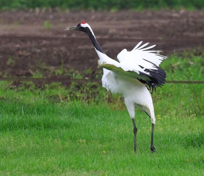 Chinese Kraanvogel - Red-crowned Crane