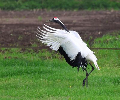 Chinese Kraanvogel - Red-crowned Crane