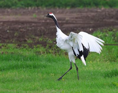 Chinese Kraanvogel - Red-crowned Crane