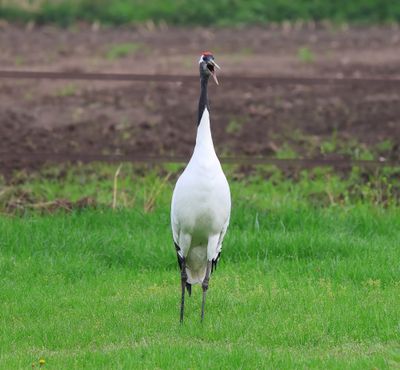 Chinese Kraanvogel - Red-crowned Crane