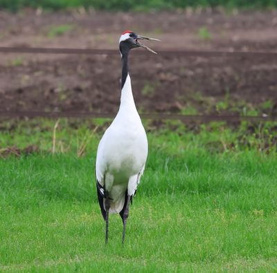 Chinese Kraanvogel - Red-crowned Crane