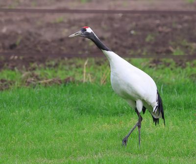 Chinese Kraanvogel - Red-crowned Crane