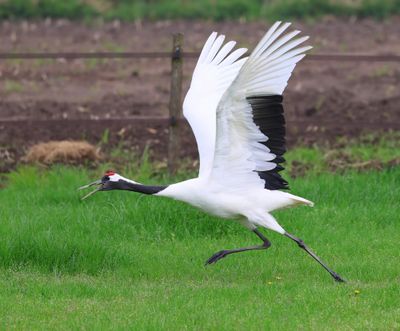 Chinese Kraanvogel - Red-crowned Crane