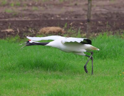 Chinese Kraanvogel - Red-crowned Crane