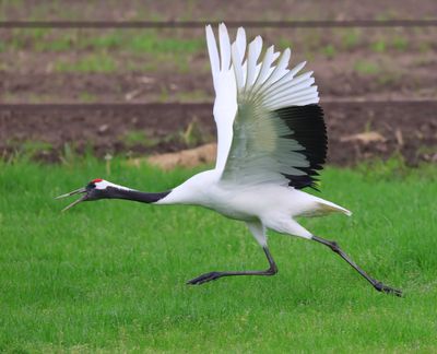 Chinese Kraanvogel - Red-crowned Crane