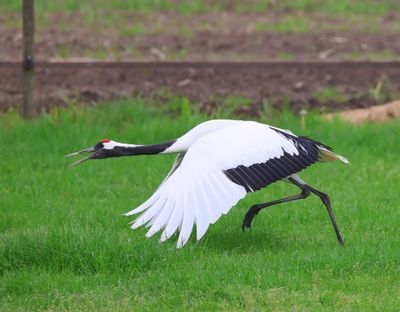 Chinese Kraanvogel - Red-crowned Crane