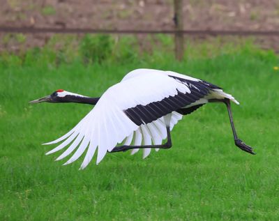 Chinese Kraanvogel - Red-crowned Crane