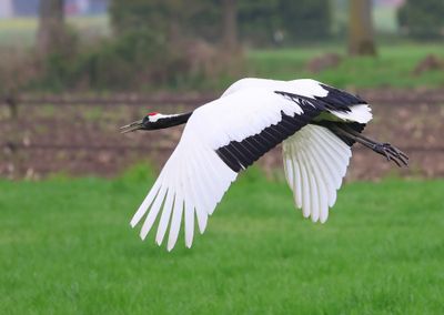 Chinese Kraanvogel - Red-crowned Crane
