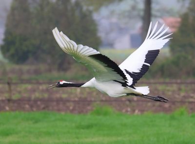Chinese Kraanvogel - Red-crowned Crane