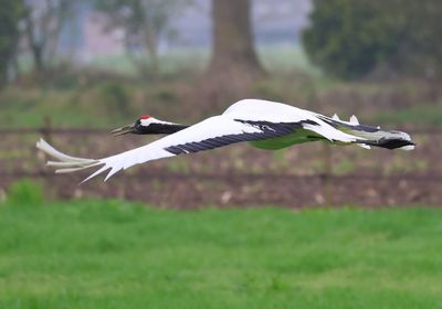 Chinese Kraanvogel - Red-crowned Crane