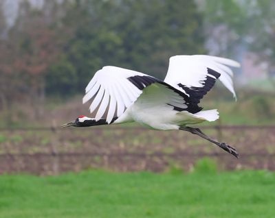 Chinese Kraanvogel - Red-crowned Crane