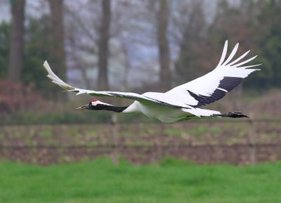 Chinese Kraanvogel - Red-crowned Crane