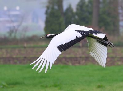 Chinese Kraanvogel - Red-crowned Crane