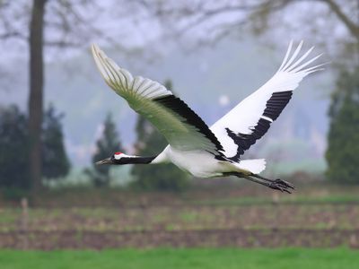 Chinese Kraanvogel - Red-crowned Crane