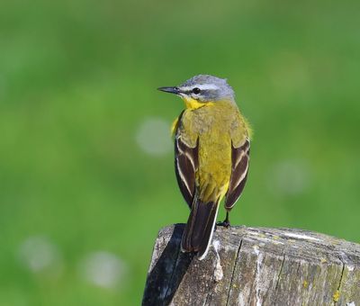 Gele Kwikstaart - Blue-headed Wagtail