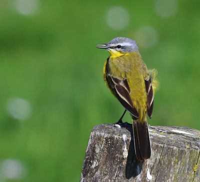 Gele Kwikstaart - Blue-headed Wagtail