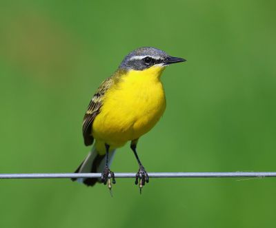 Gele Kwikstaart - Blue-headed Wagtail