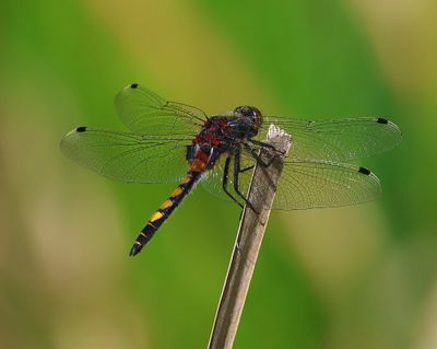 Gevlekte Witsnuitlibel - Large White-faced Darter