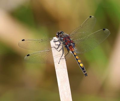 Gevlekte Witsnuitlibel - Large White-faced Darter