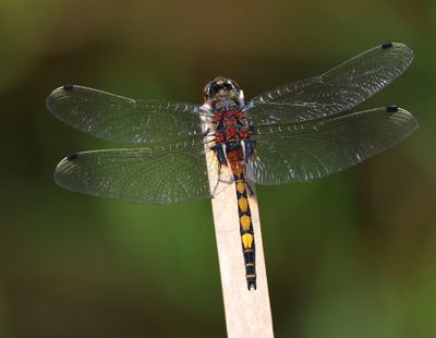 Gevlekte Witsnuitlibel - Large White-faced Darter
