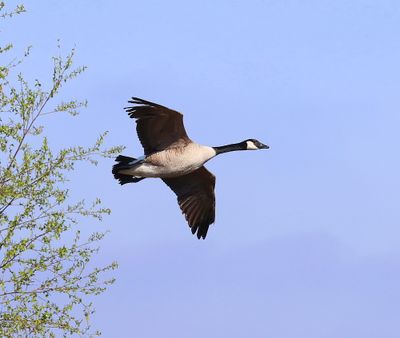 Grote Canadese Gans - Greater Canada Goose